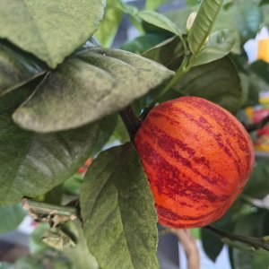 Citrofortunella sinensis - Pomarančovník ´ARCOBAL´ - výška: 60-80 cm,  kont. C7,5L - na kmienku